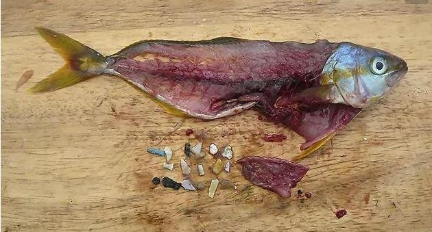 震驚！首次確認：人體已被微塑料污染！
